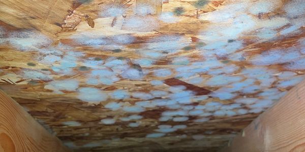 White mould growing in the crawl space of a Victoria BC home