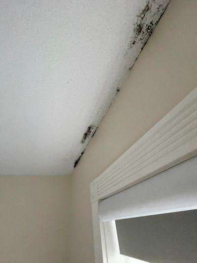 Black mould growing on the ceiling of a home in Victoria BC