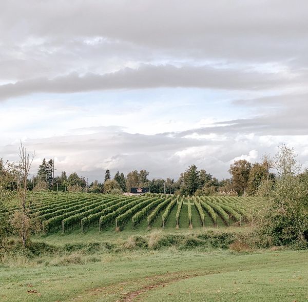 Singletree Winery, Abbotsford British Columbia