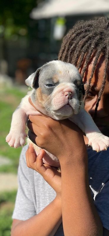 English Bulldog Puppy