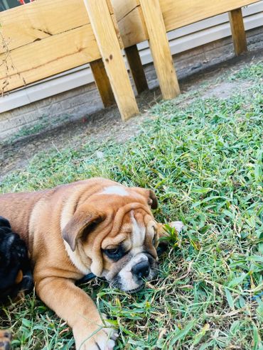 Englishs Bulldog Puppy