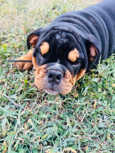English Bulldog Puppy