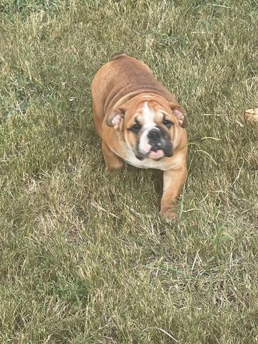 TRI Male EB Available for Purchase or Stud