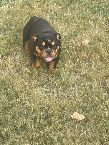 TRI Male EB Available for Stud or Purchase