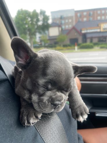 Blue and White Female