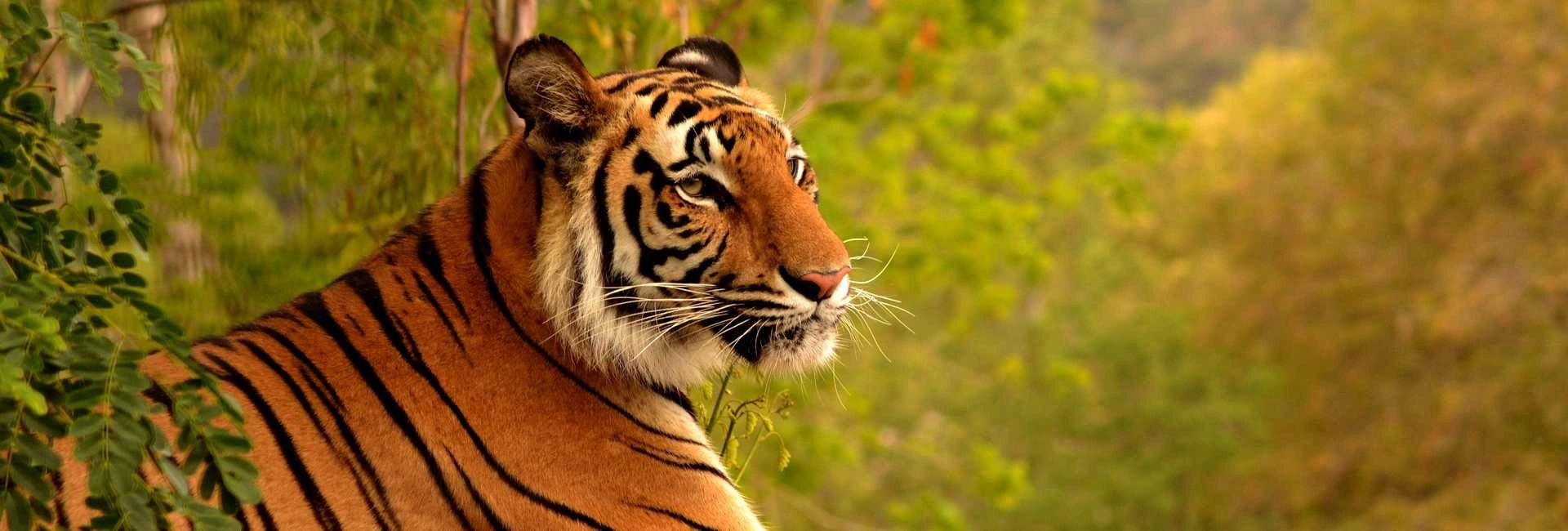 Website Design | Tigeri