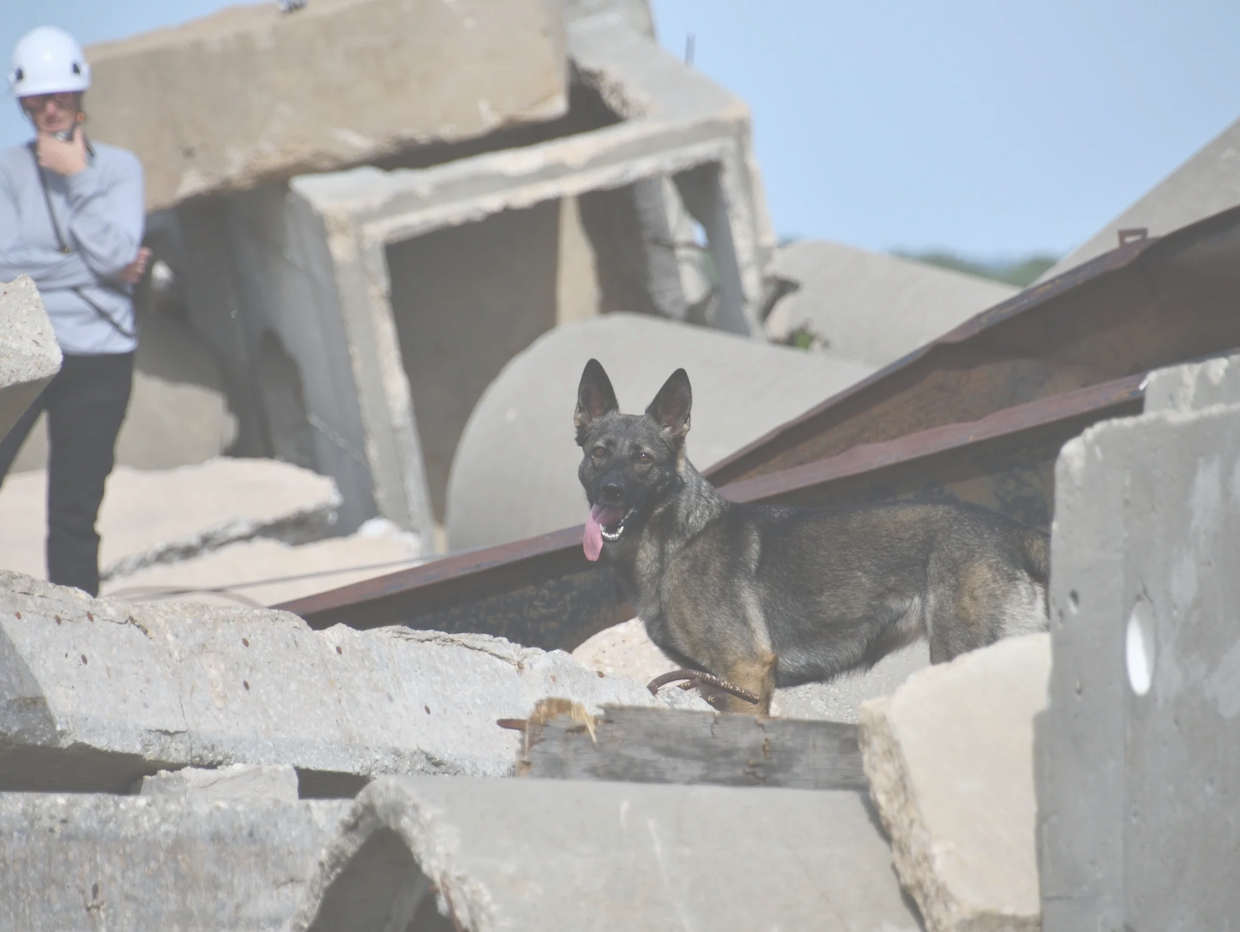 K9 Search dog working on a rubble pile