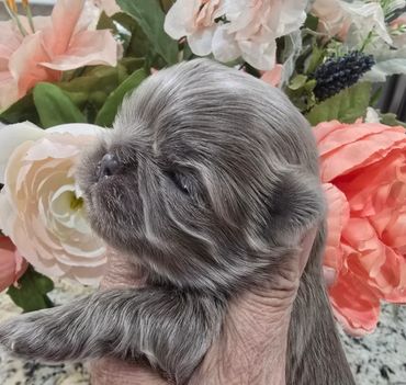 Close-up of a newborn puppy with closed eyes against a floral background.