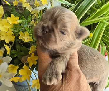 A cute newborn puppy held gently with yellow flowers in the background.