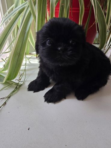 Fluffy black puppy sitting near green plant leaves.