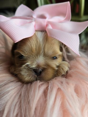 Close-up of a puppy with a large pink bow on its head.