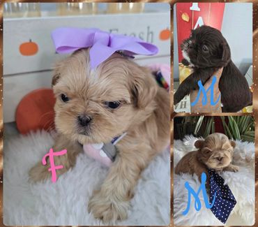 Three adorable puppies, two males and one female, dressed with accessories.