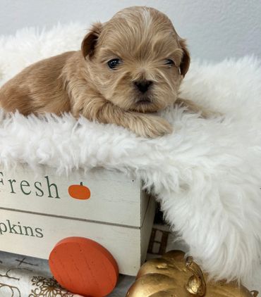 Tiny tan puppy resting on a fluffy white blanket inside a wooden box.