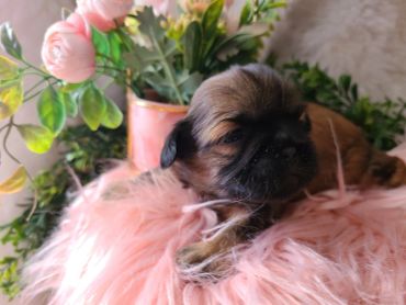 A small puppy rests on a fluffy pink blanket with flowers in the background.