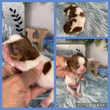Newborn brown and white puppy sleeping peacefully in different poses.