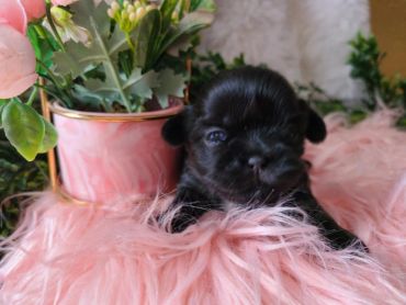 Tiny black puppy resting on a pink fluffy surface with a flower pot in the background.