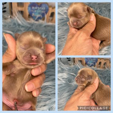 Newborn puppy peacefully sleeping, held gently in a hand.