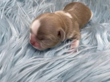 A newborn puppy resting on a soft blue blanket.