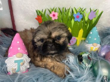 A fluffy puppy surrounded by colorful Easter decorations and gnome figurines.
