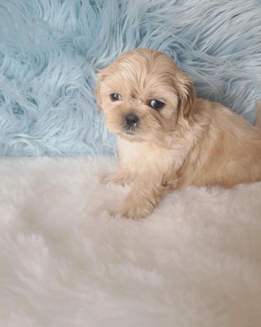 Adorable fluffy puppy resting on soft white and blue blankets.