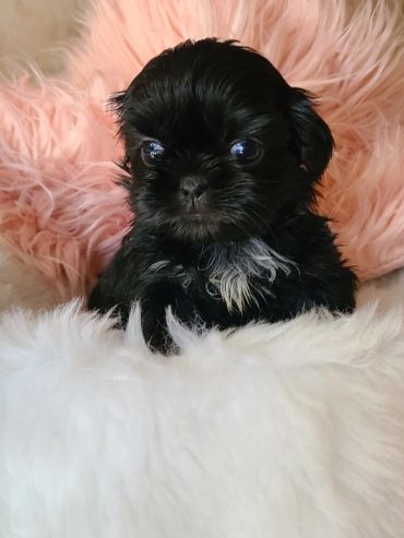 Adorable black puppy with a white patch sitting on fluffy blankets.