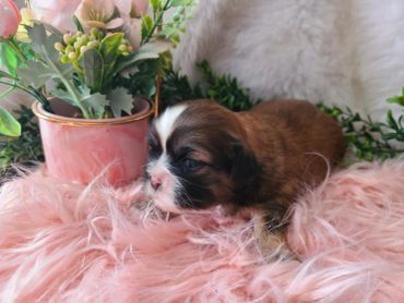 A tiny puppy rests on a soft pink fluffy surface beside a pink flower pot.