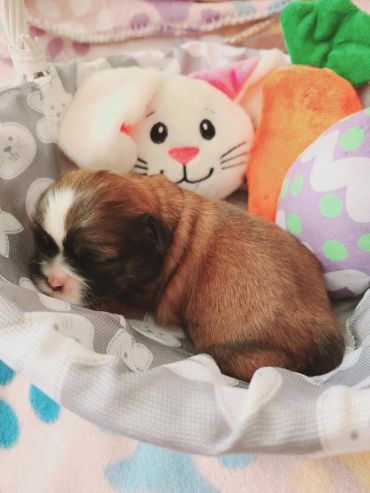 A newborn puppy sleeping next to a stuffed bunny and carrot toy.