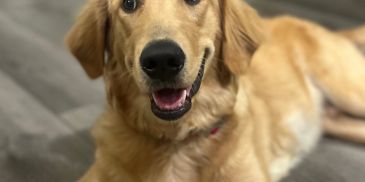 A happy golden retriever lying on a wooden floor.