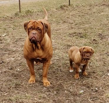 Dogue de Bordeaux puppy playing with her CKC registered mom at Argyle Bordeaux in Ontario