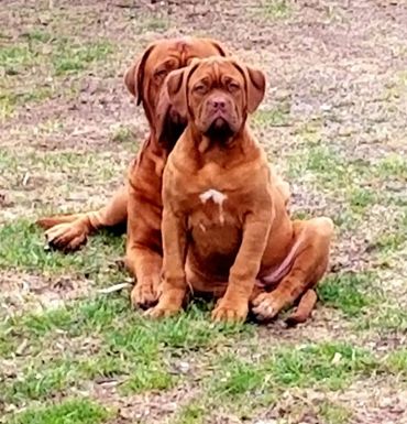 Gusterman with CKC registered Dogue de Bordeaux puppy taking a break at Argyle Bordeaux