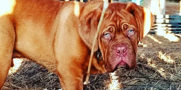 Dogue De bordeaux puppy playing in a barn at Argyle Bordeaux in Ontario Canada