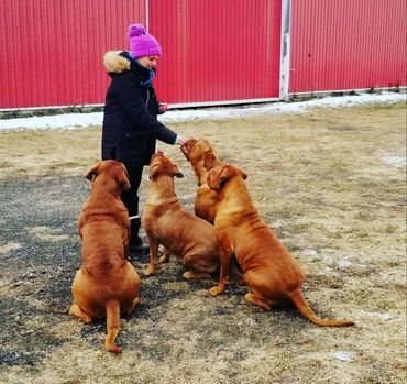 Training our Dogue de Bordeauxs at Argyle Bordeaux in Canada