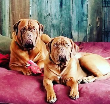 Mother and daughter CKC Dogue de Bordeauxs posing for a photo at Argyle Bordeaux in Ontario