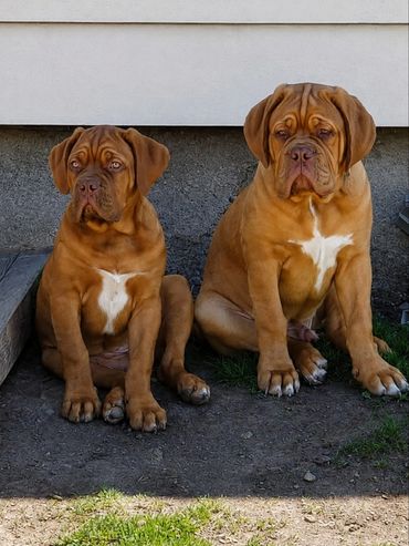 Quasar and Ruby waiting for summer in ontario