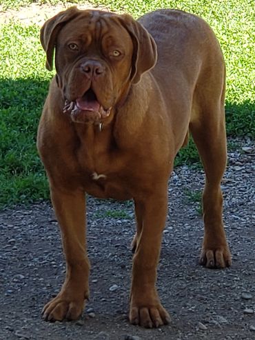 Gertie waiting for a treat at Argyle Bordeaux in ontario