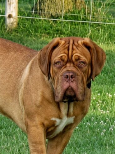 Dogs-Land Quasar standing proud at Argyle Bordeaux in sunny ontario