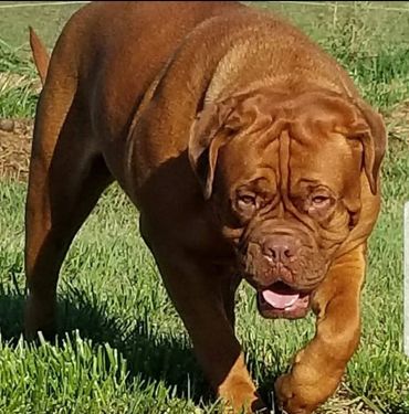 Beautiful Doge de Bordeaux puppy exploring at Argyle Bordeaux in the spring time Ontario