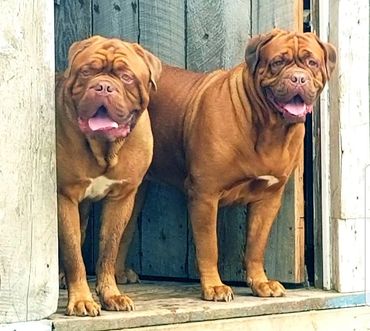 2 CKC registered Dogue de BoBordeauxs standing on a porch at Argyle Bordeaux in Canada