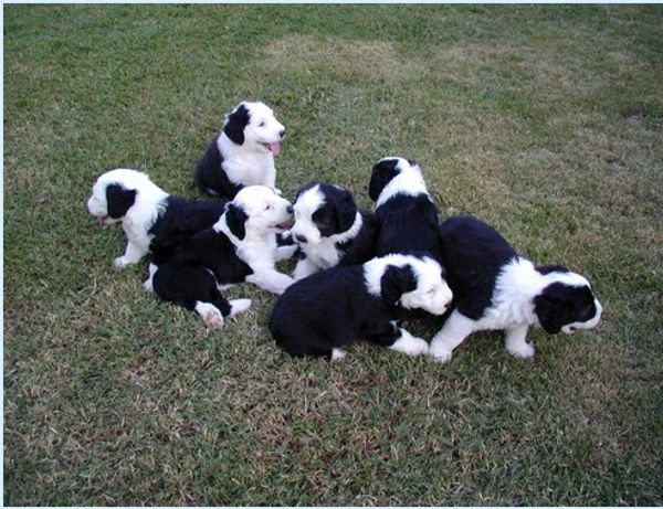 Carolina Shores Old English Sheepdog puppies.