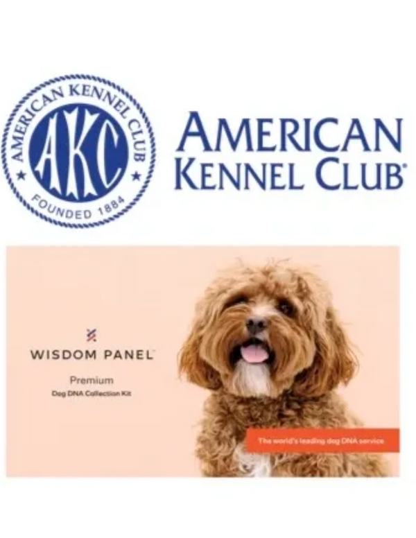All of my dogs are AKC, American Kennel Club. They are health tested using Wisdom Panel.