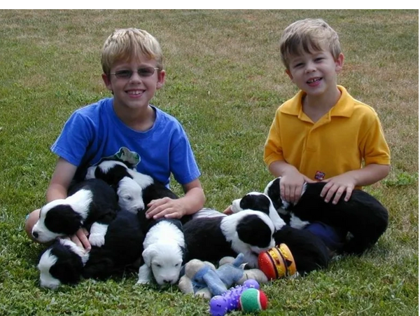 My boys with one of our first litters of Old English Sheepdog puppies.