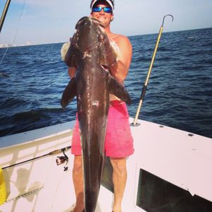 70 pound cobia caught sight fishing during the annual cobia migration off the coast of Orange Beach