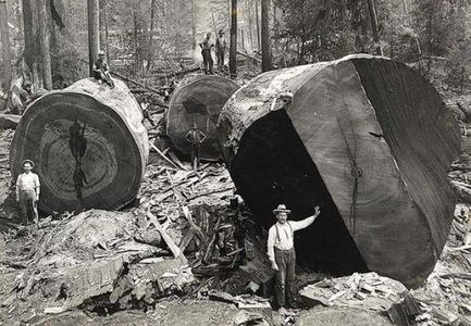 Guys posing beside giant tree trunks