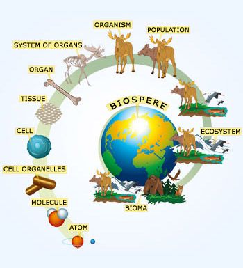 A diagram of the biosphere