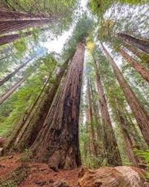 Tall Redwood trees viewed from the forest floor, with towering trunks reaching toward the canopy.
