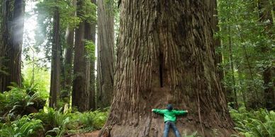 A kid holding a tree