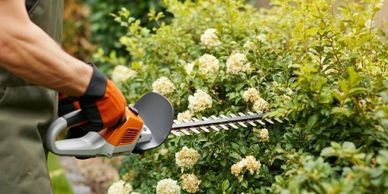 Person trimming flowering bushes using an electric hedge trimmer.