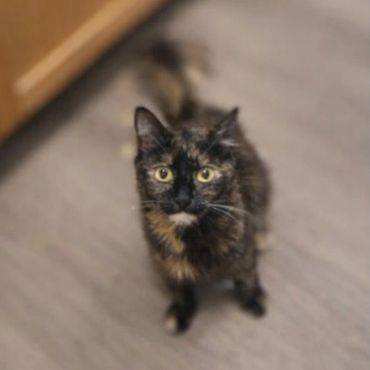 Clementine