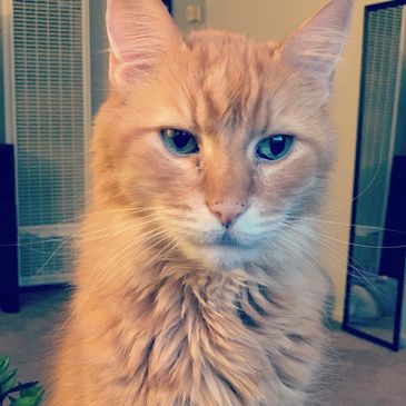 Tigger, an orange tabby cat