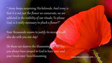 A vibrant red flower accompanies a reflective quote on the necessity of plucking flowers for rituals.